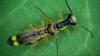 Malthinus seriepunctatus